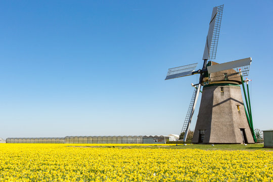 Windmill in a field of yellow daffodils