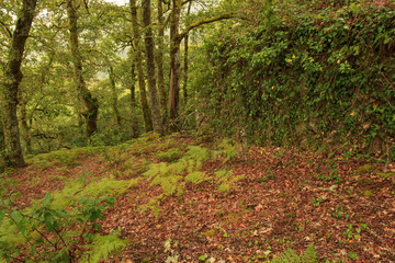 EL BOSQUE ENCANTADO