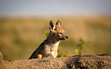 A baby black backed jackal looks curiously out from its den in Kenya