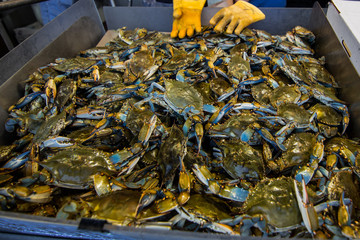 Blue Crabs For Sale