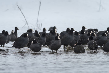 Eurasian coot  in winter