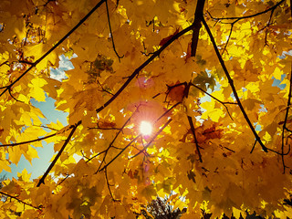 Gold yellow maple leaves in autumn