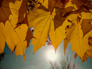 Naklejka na ściany i meble Gold yellow maple leaves in autumn