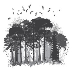 wild coniferous forest