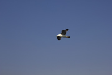 Seagull