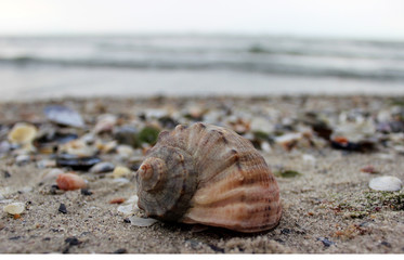 Shell in the sand. sea shell lying on the beach against the sea