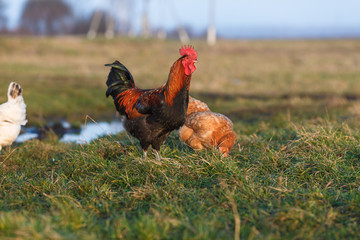 Петух и курицы на лугу