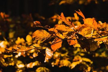 Beautiful, colorful autumn leaves
