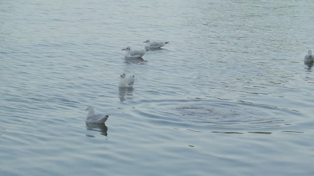 Four white geese swimming on the lake water with one brown one diving into the water in Ireland