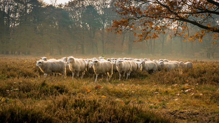 Dutch sheep in the mist at the Veluwe