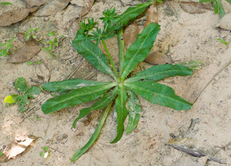 Culantro, Long coriander, Sawtooth coriander, Parsley on the soi