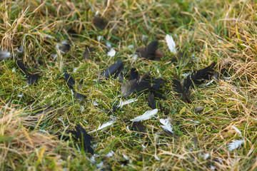 Перья птицы на траве
