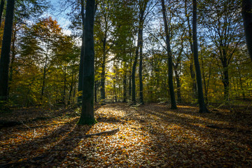 Fototapeta premium The sun peaking through the leaves in the autumn coloured wood.