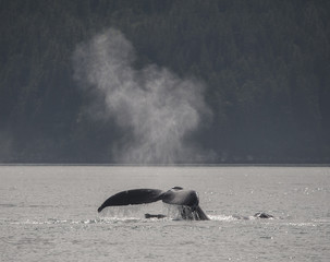 Whale Fluke and Spout, Alaska