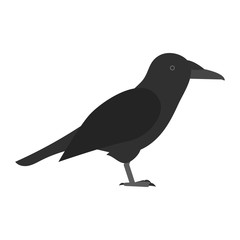 flat bird isolated on white background, beautiful vector illustration