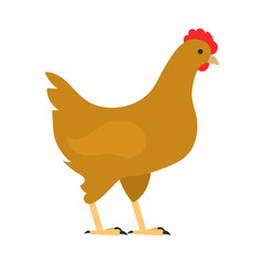 flat bird isolated on white background, beautiful vector illustration