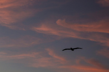 Pelican Flying