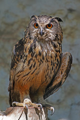 single owl standing 