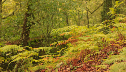 EL BOSQUE ENCANTADO