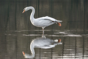 Schwan ist am Bein ziehen und entspannen mit Gymnastik im Wasser 