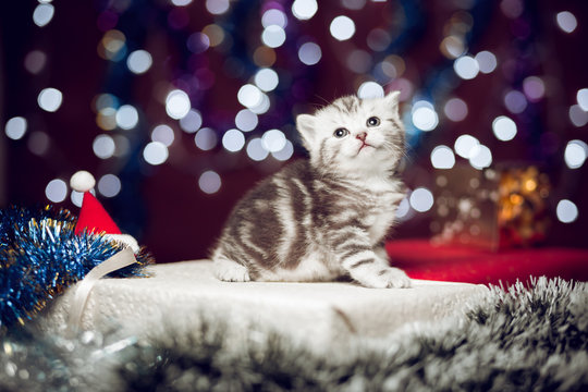 Curious kitten sitting on Christmas gift