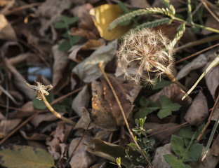 dandelion
