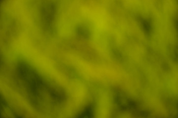 Abstract blured out of focus green background