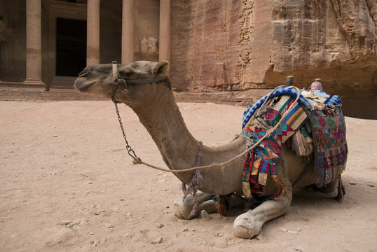 Camel rest in front of Al Khazneh Treasury ruins, Petra, Jordan