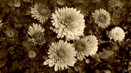 mums in sepia