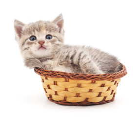 Fototapeta na wymiar Kitten in a basket.