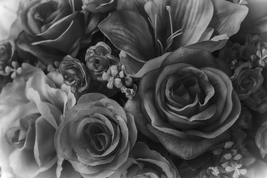 Black And White  Rose Flower