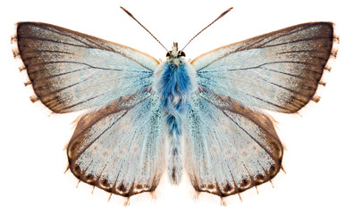 Fototapeta premium Motyl Chalkhill niebieski lub Polyommatus coridon. Piękny niebieski motyl rodzina Lycaenidae na białym tle, grzbietowy widok motyla.