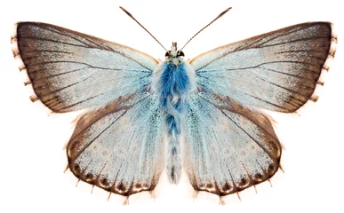 Zelfklevend Fotobehang Vlinder De vlinder Chalkhill blauw of Polyommatus coridon. Prachtige blauwe vlinder familie Lycaenidae geïsoleerd op een witte achtergrond, dorsale weergave van vlinder.