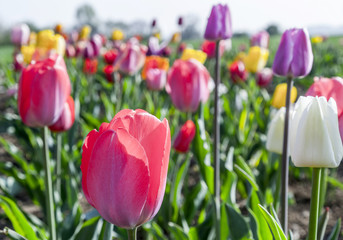 Champ de printemps avec des tulipes colorées en fleurs