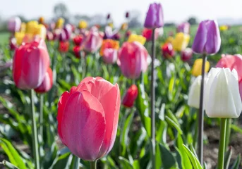 Poster Tulp Spring field with blooming colorful tulips