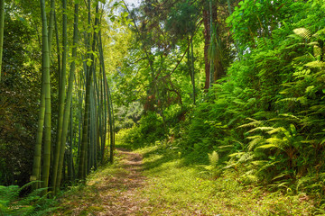 Beau chemin de la voie de la route à travers les bois de la forêt de bambous d& 39 été