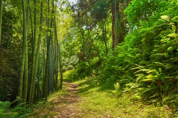 Photo sur Plexiglas Bambou Beau chemin de la voie de la route à travers les bois de la forêt de bambous d& 39 été