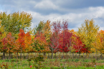 Nature colors