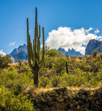 Arizona Desert Cactus © Nelson Sirlin