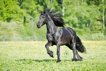 Black Friesian horse runs gallop in summer time