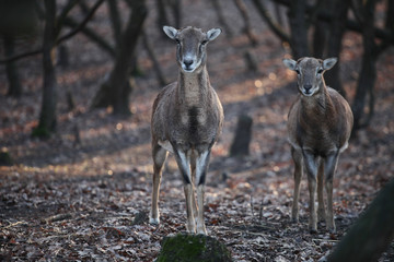 Two deers in the forest