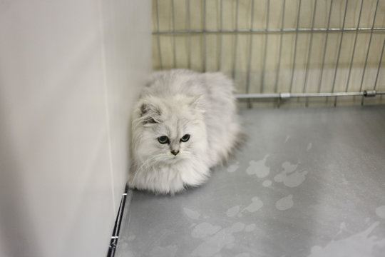 Tender cat sitting in the corner