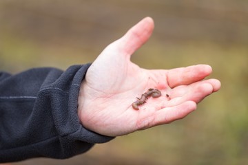Man hand with earthworm.