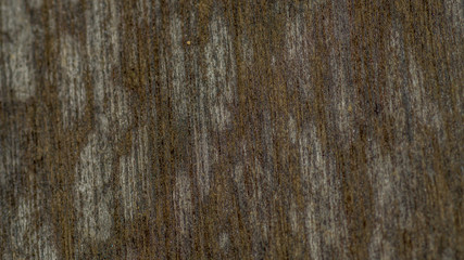 wood surface overgrown with lichen