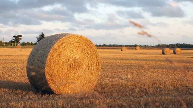 Hay bale in the early evening 'golden hour' light in the French countryside.