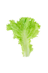 Salad leaf. Lettuce isolated on white background.