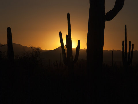 Tucson Sunset_A