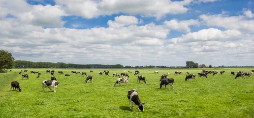 Photo sur Plexiglas Vache Panorama of a herd of cows