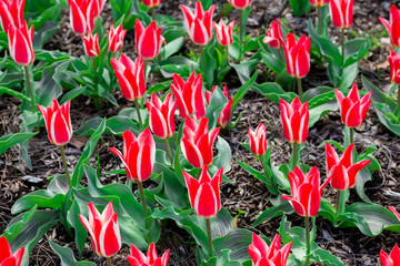 Tulips - 127990880