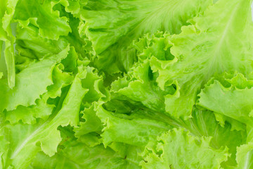 Salad leaf. Lettuce isolated on white background.